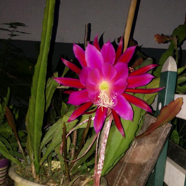 王紫薇