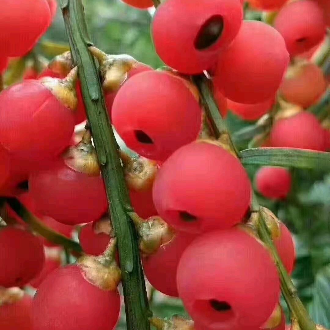 辽宁丹东宽甸商贸商行