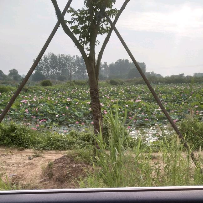糖花棉