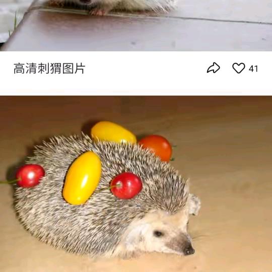 刺猬👸