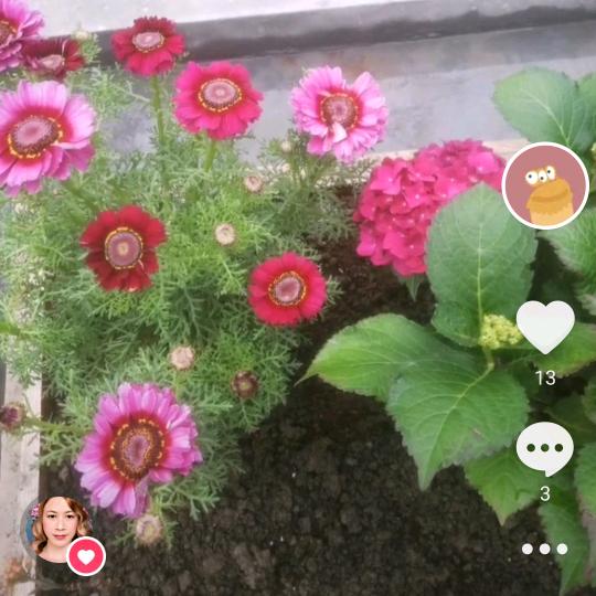 小丫头