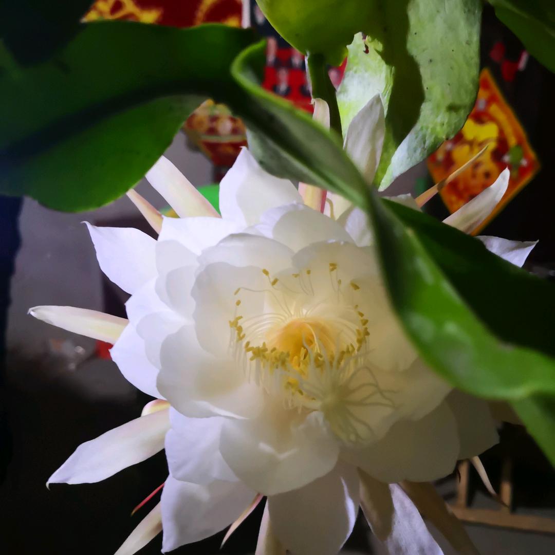 感恩的心