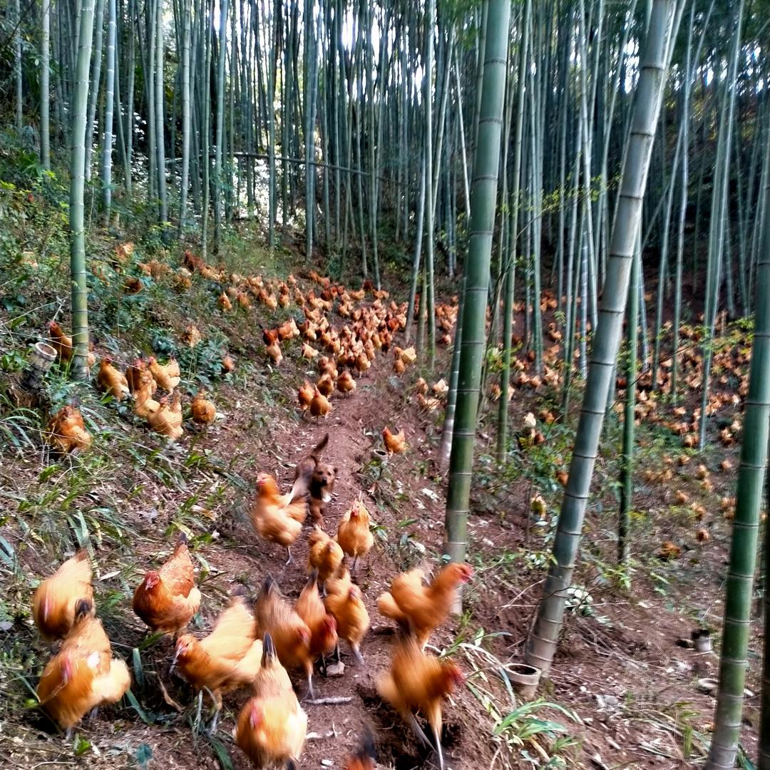 张家界政文土鸡