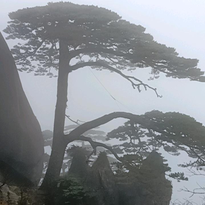 大名小树