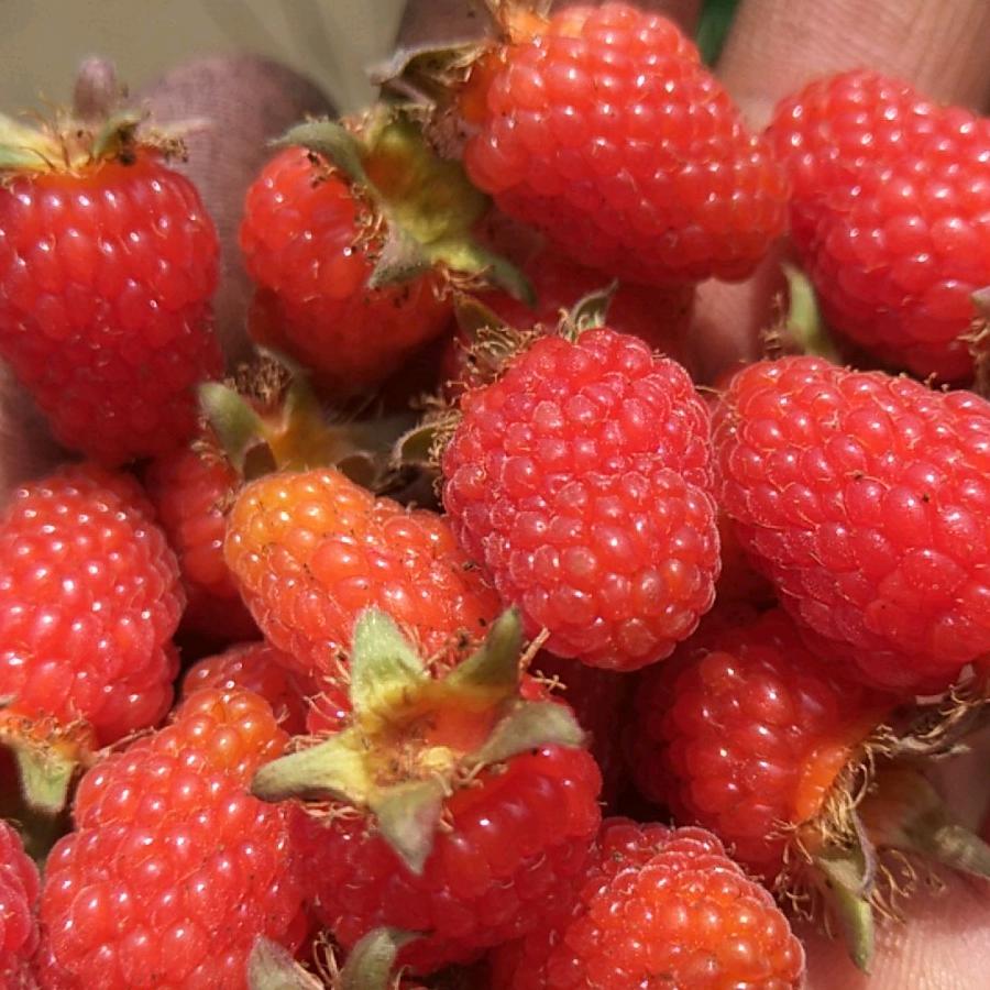 专喂熟食士猪肉