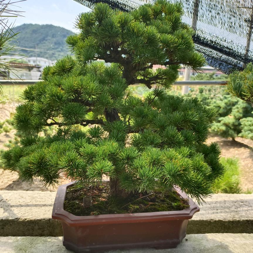 沭阳县卓雅园艺场