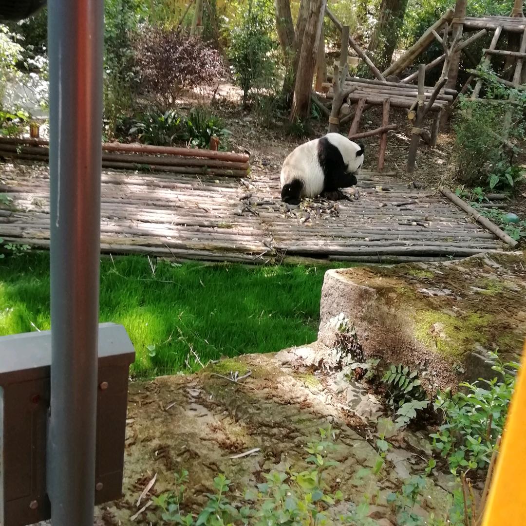 小齐妹（谢绝秒赞连赞）