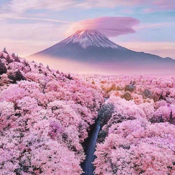 樱花