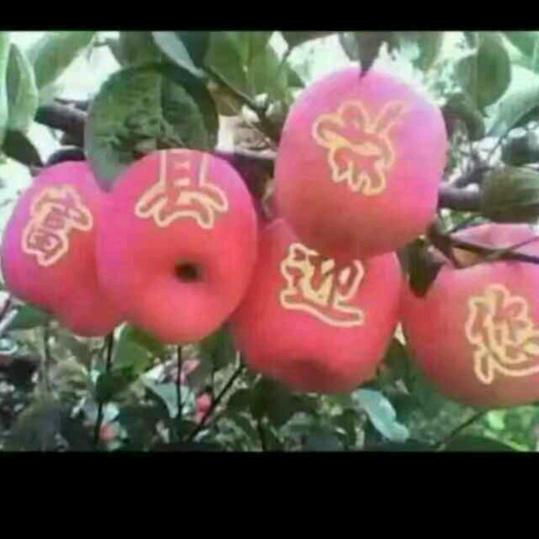 延安富县优质苹果产区