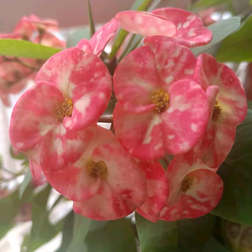 菩提腊梅