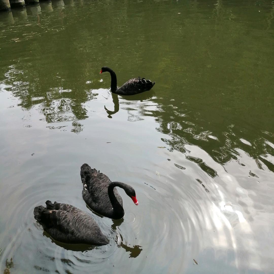 饮马江湖