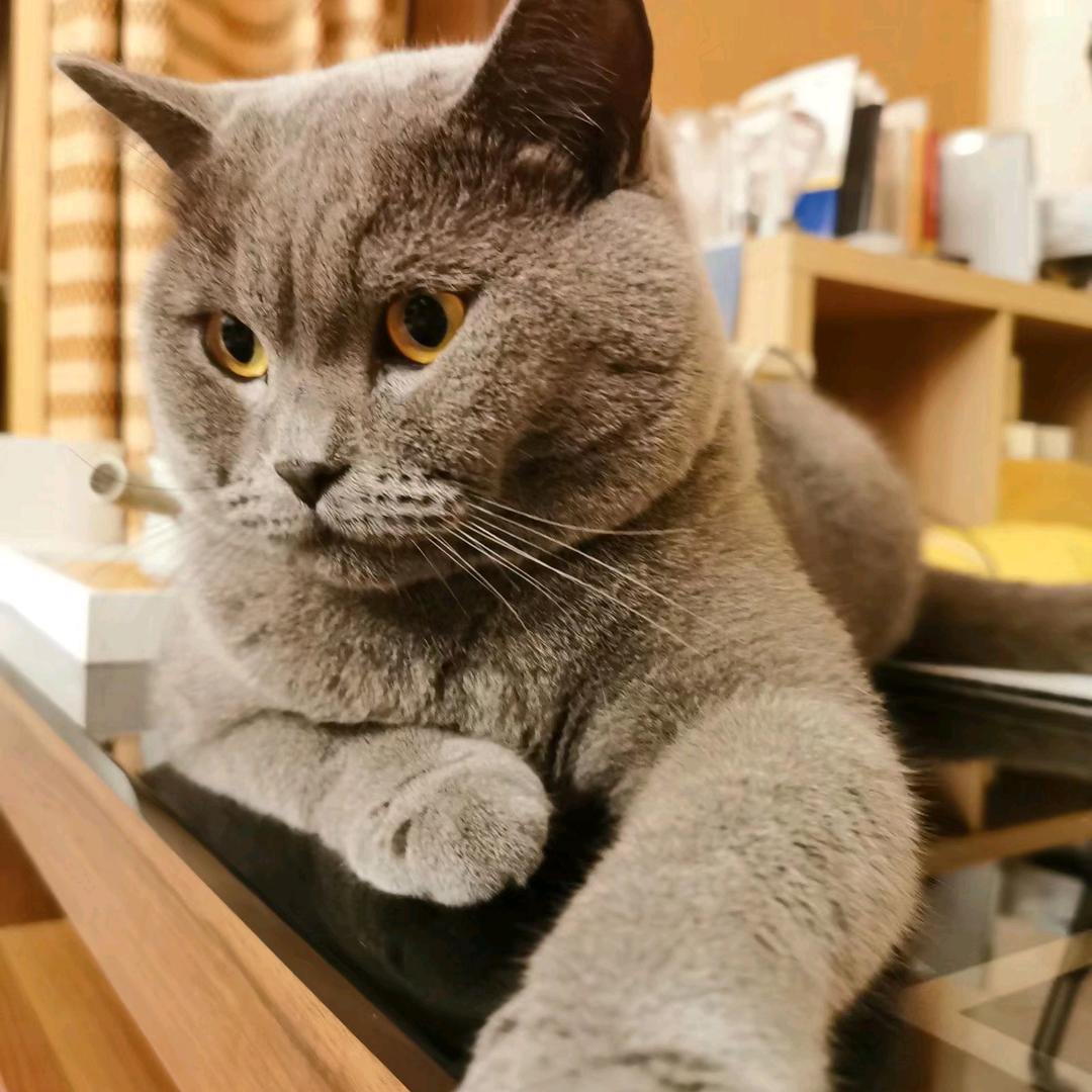 内黄冠启台球器材（邯郸猩猩暴走总代理）