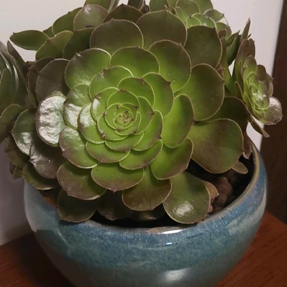 芳