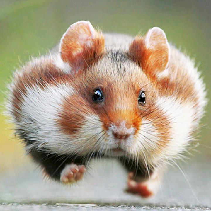 Tenbary