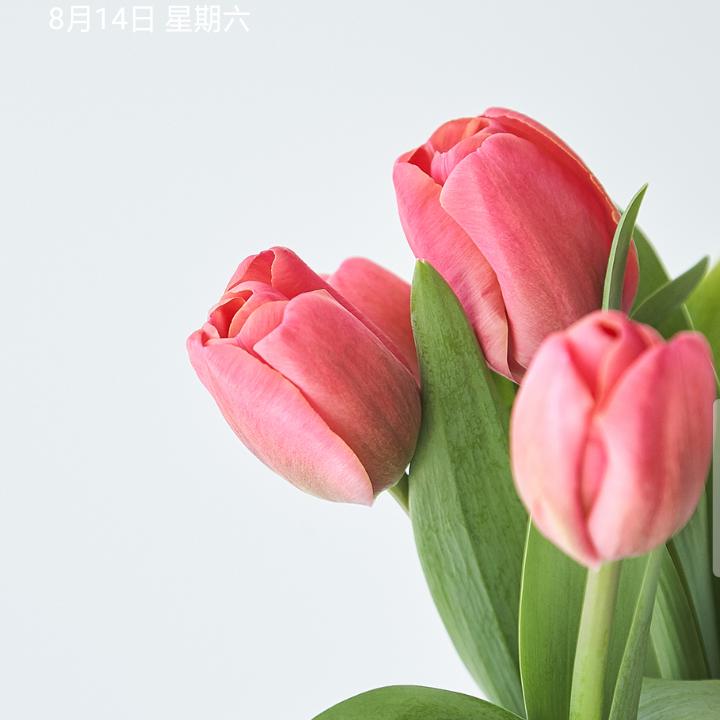 君子兰