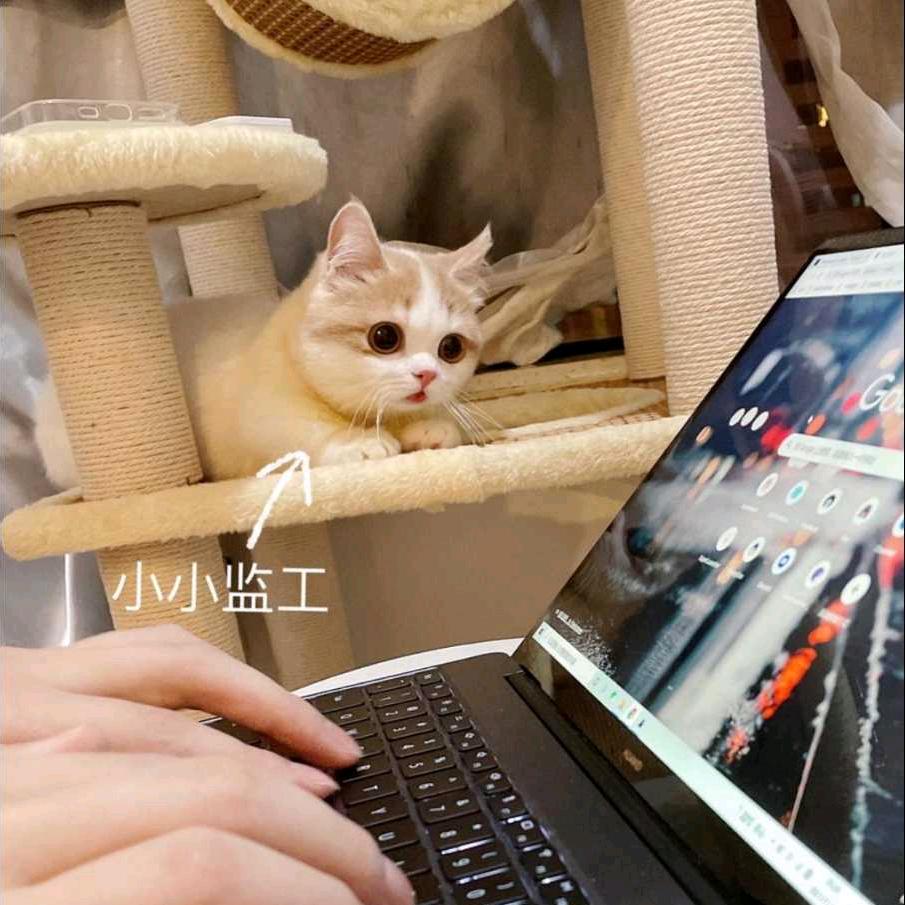 大眠眠（努力破千粉版）📸