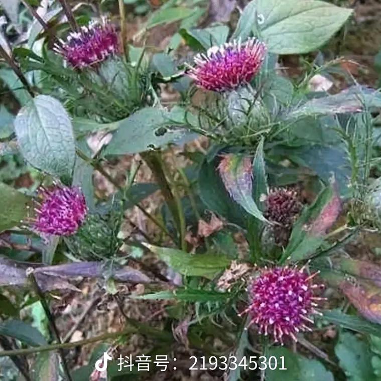 北方