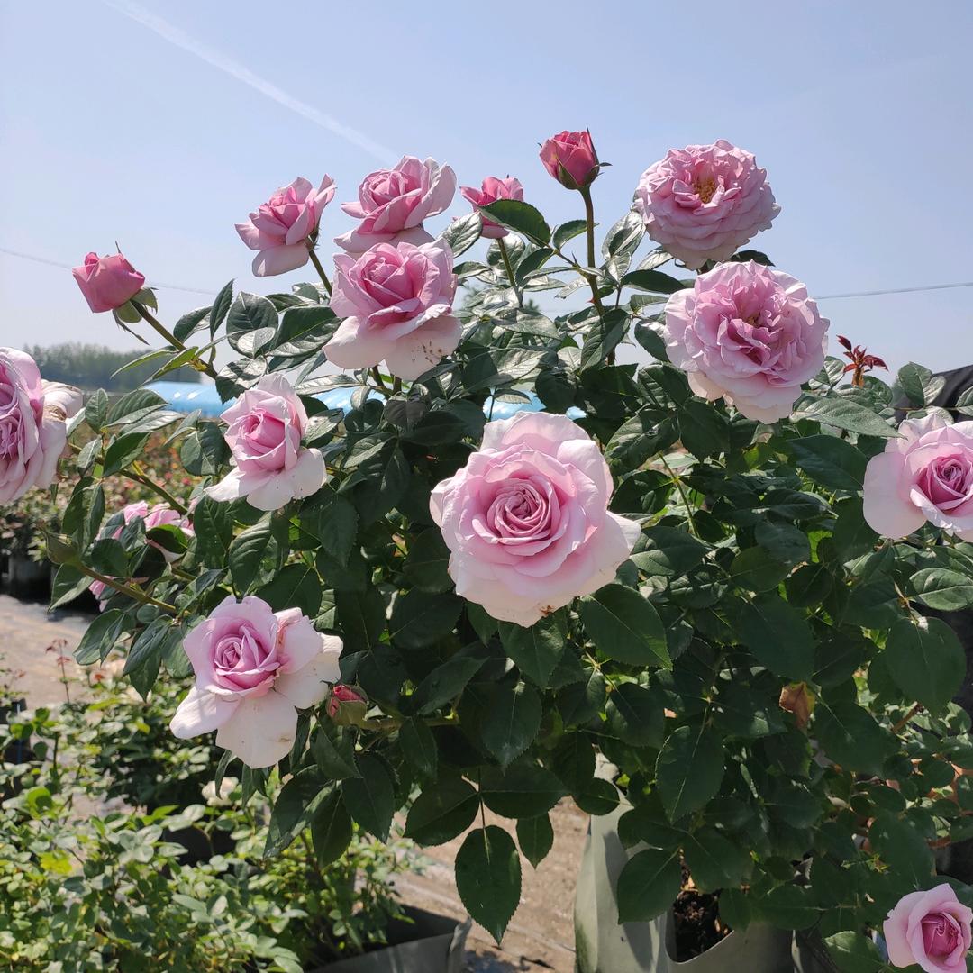 花海月季园