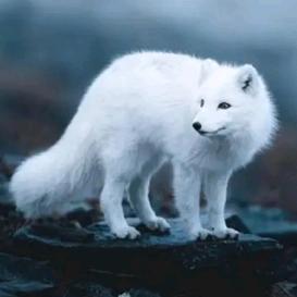 白狐╭(╯ε╰)╮