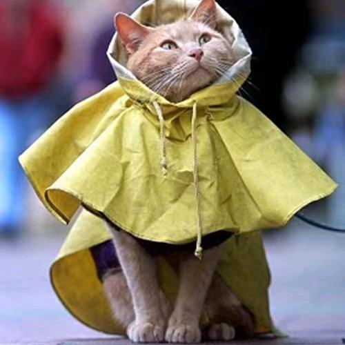 珠猪姐