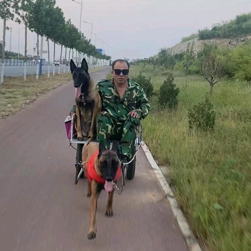 我的马犬
