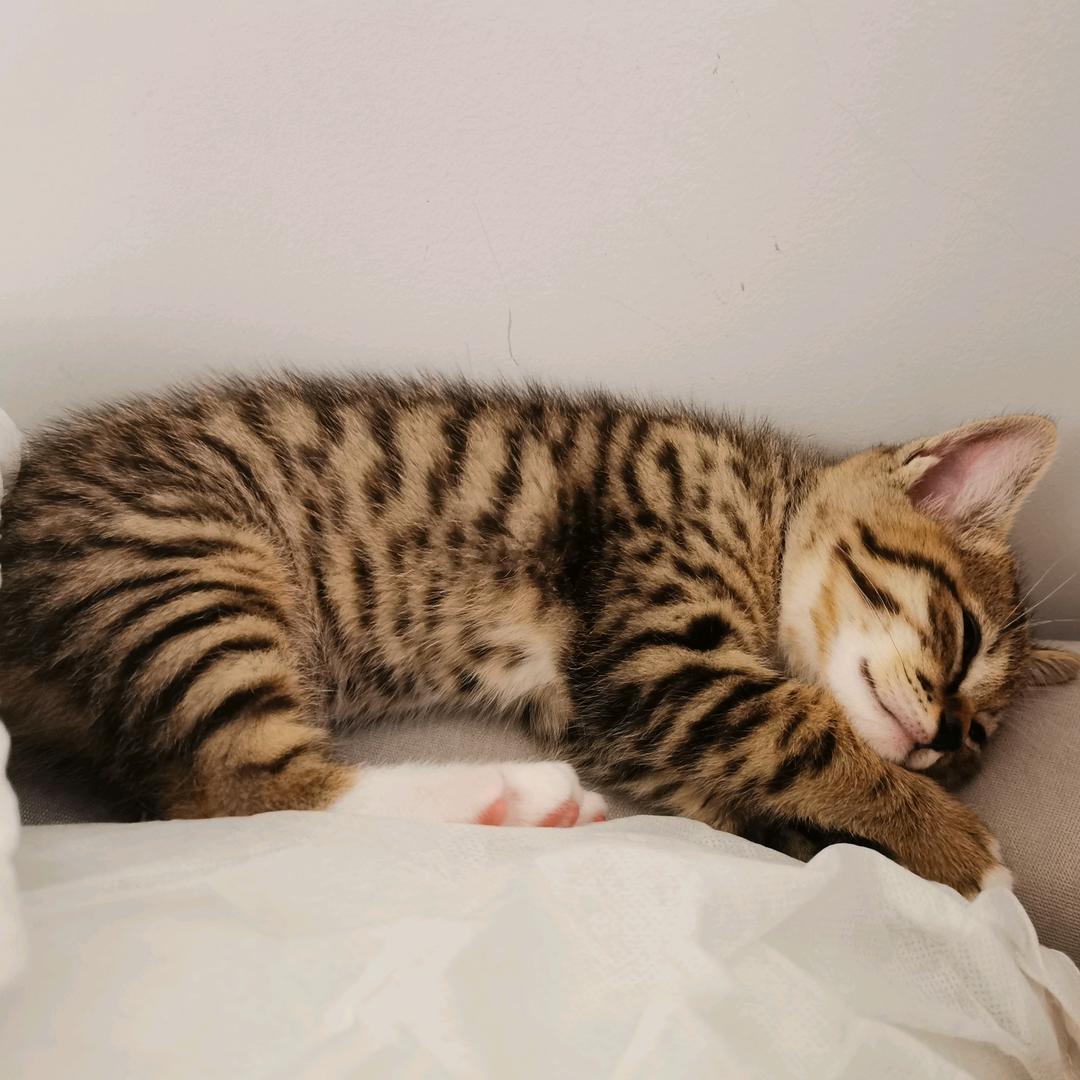 发发王德发～🐱