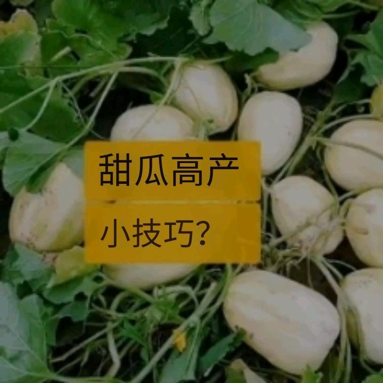 吴电九