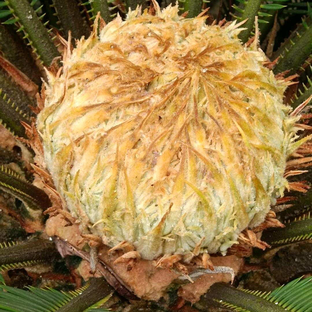 天星洗车匠
