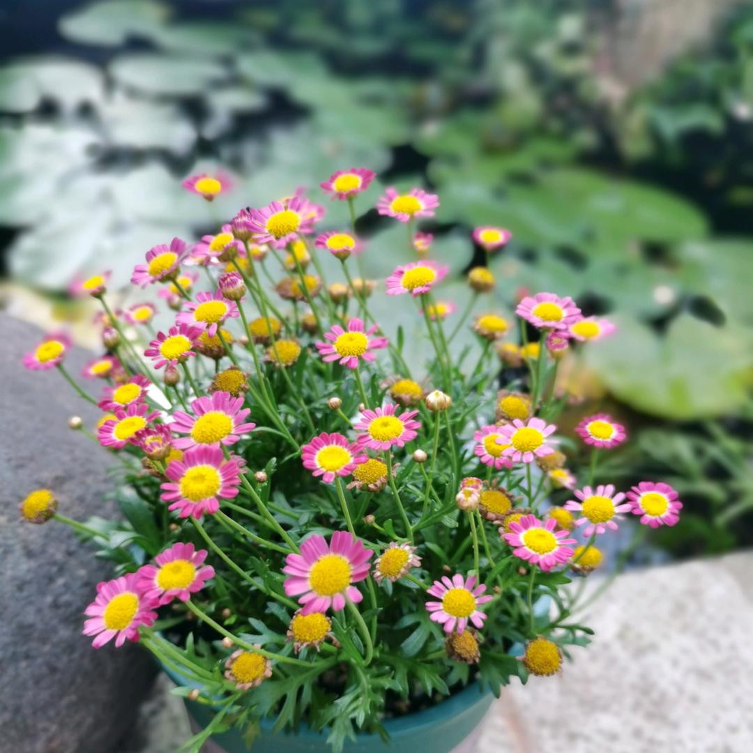 竹客一耳