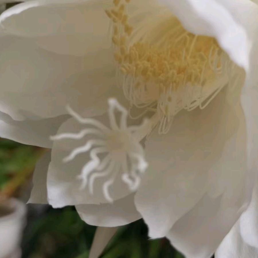 昙花