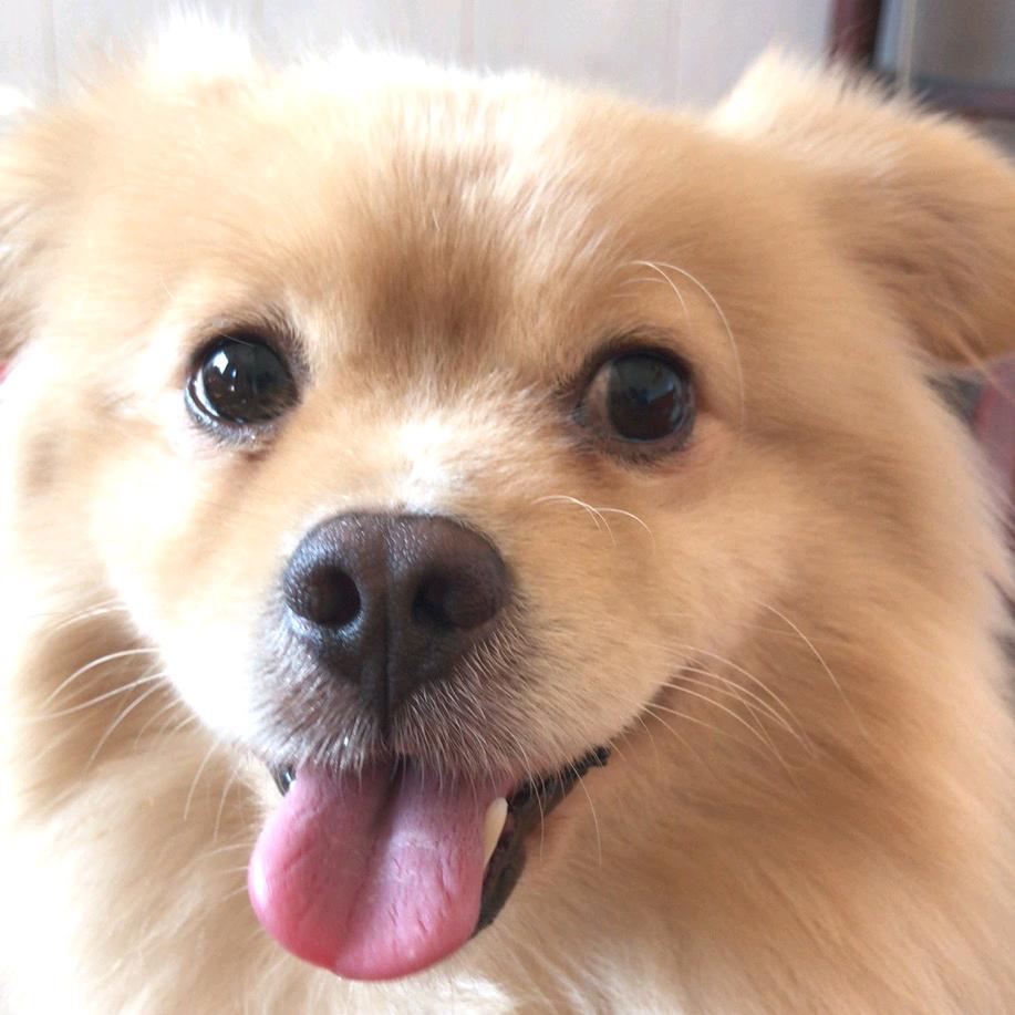 Happy是只蝴蝶犬