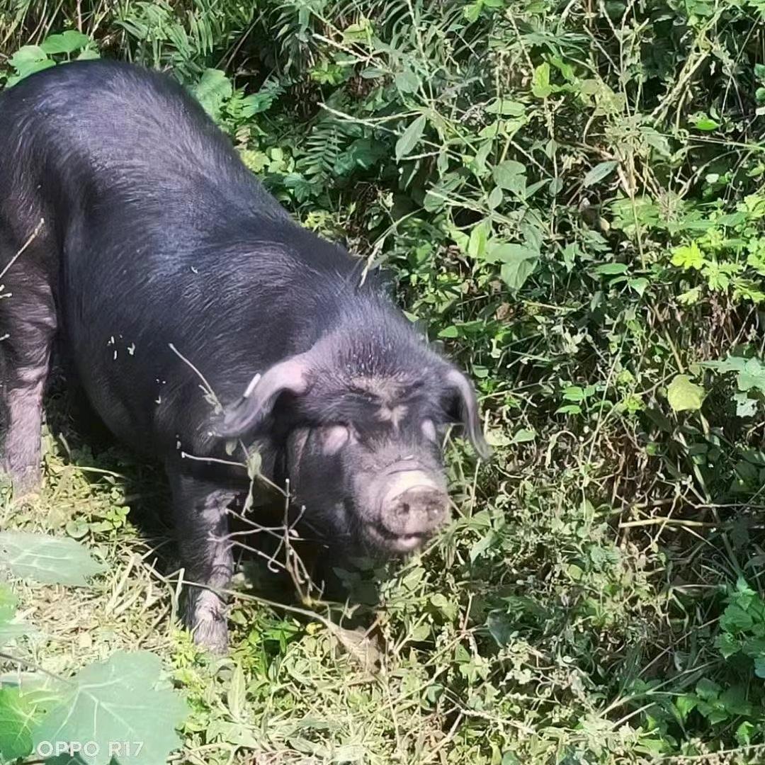 金堂县金茂街嘉林黑猪店！
