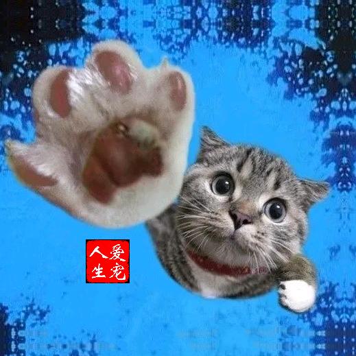爱宠人生