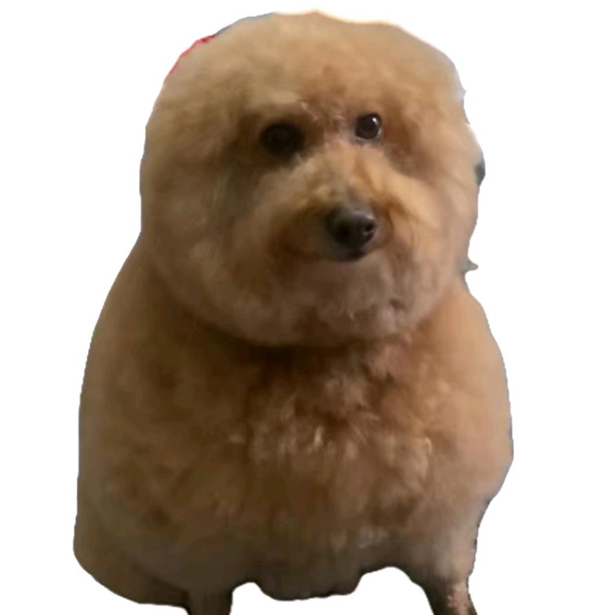 旺旺大波罩