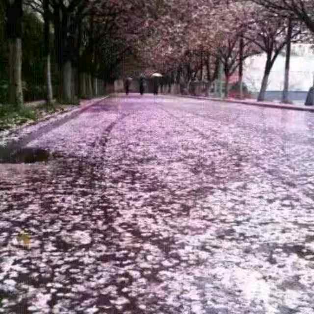 不忘初心huanggua