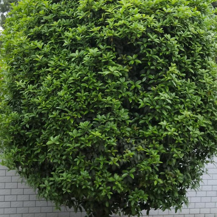 厚道gs
