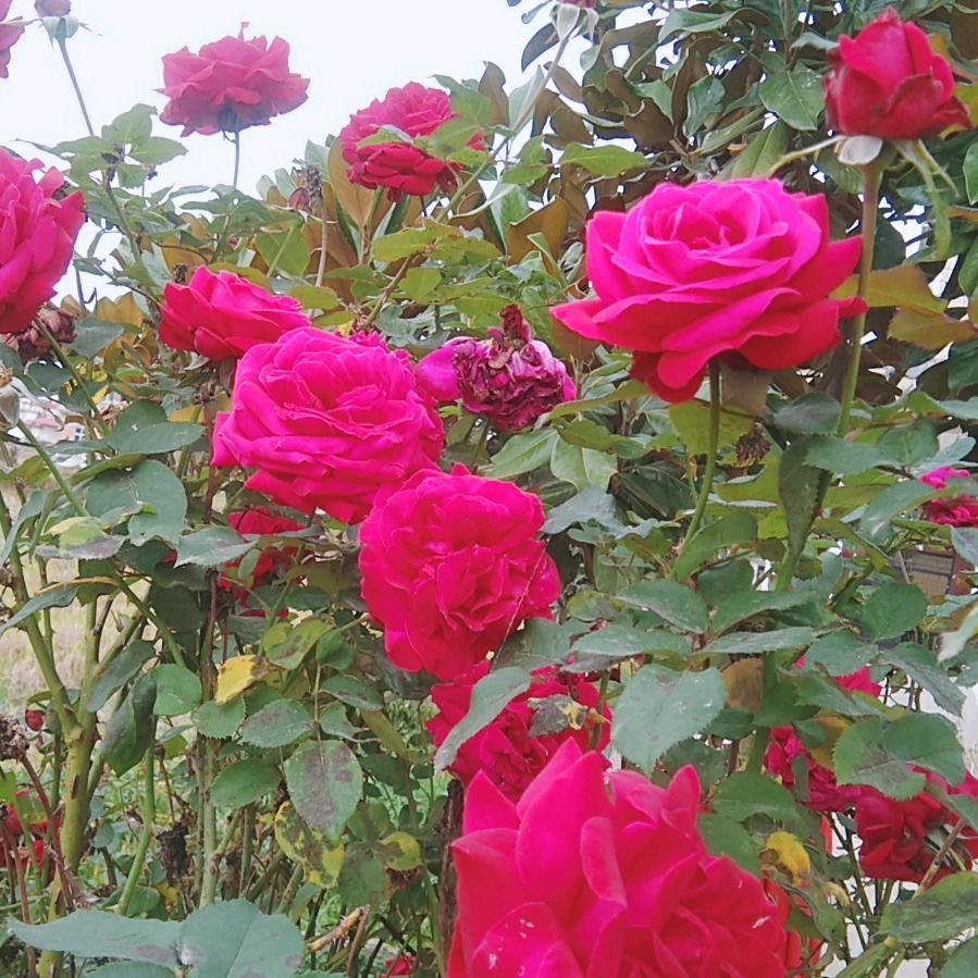 付其美《拒合拍私聊》