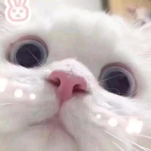 小鼠（三角洲）