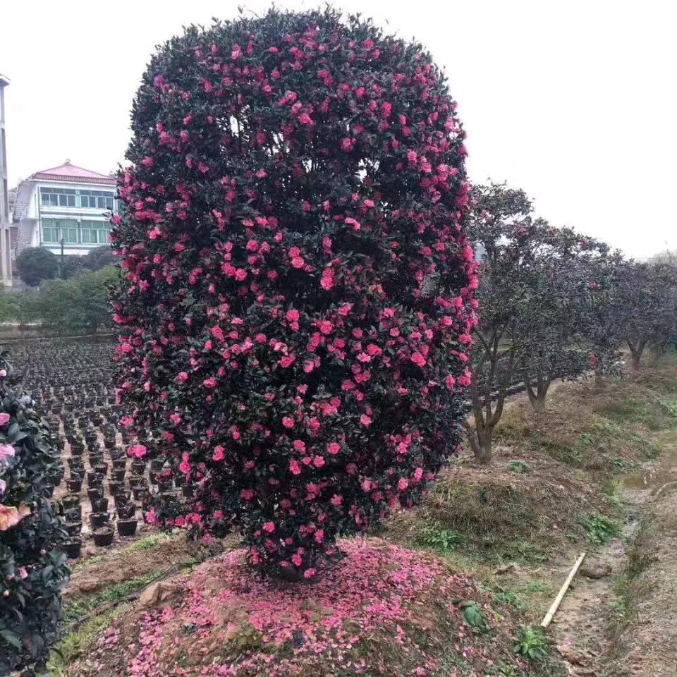 潢川天真苗木
