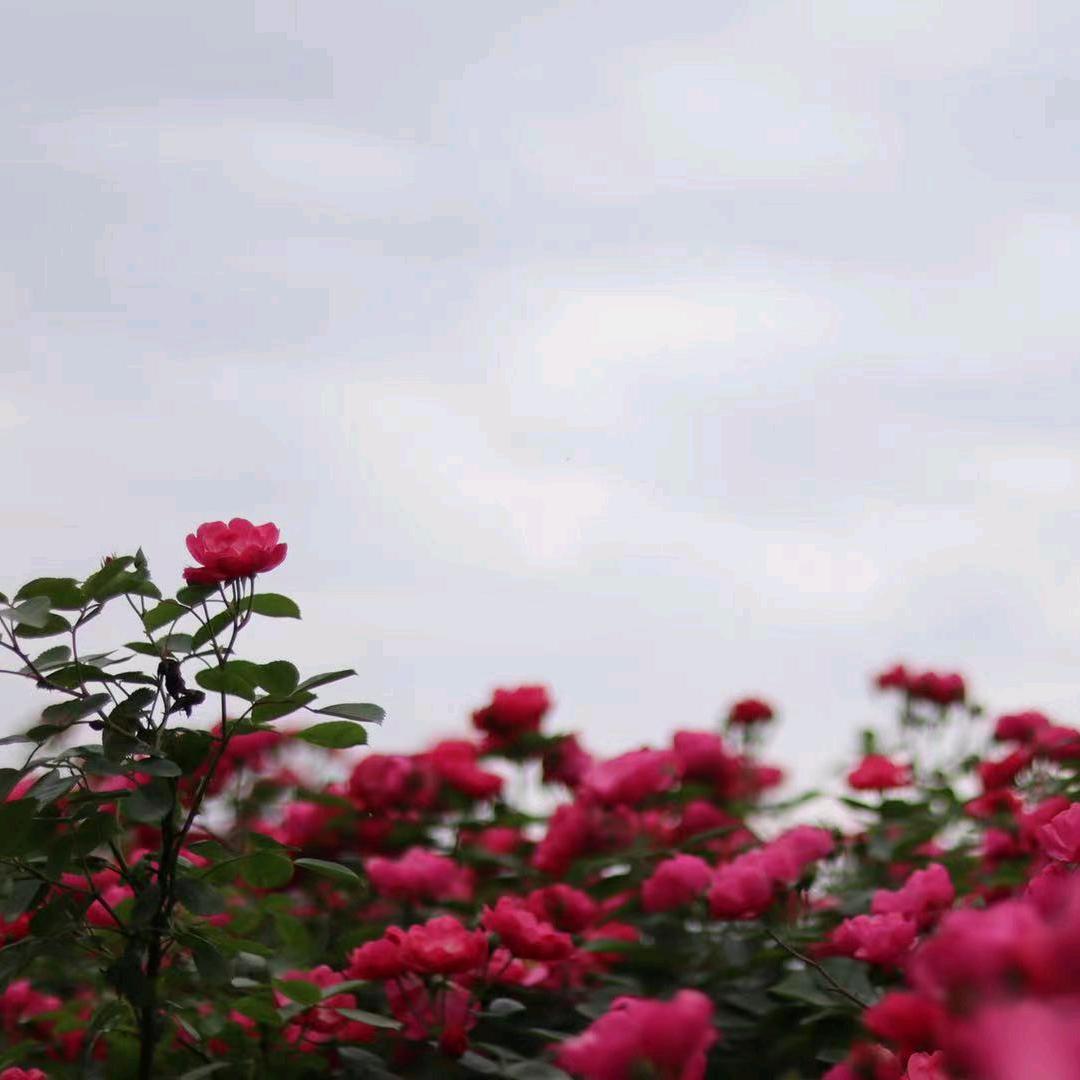 哈哈ｸﾞｯ!(๑•̀