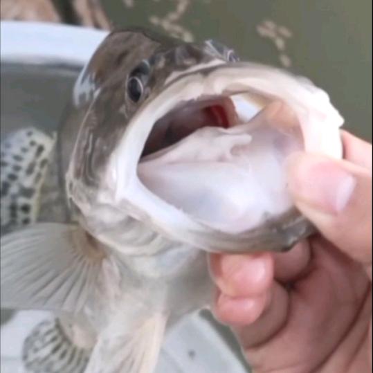 阿升养饲料鳜🎣