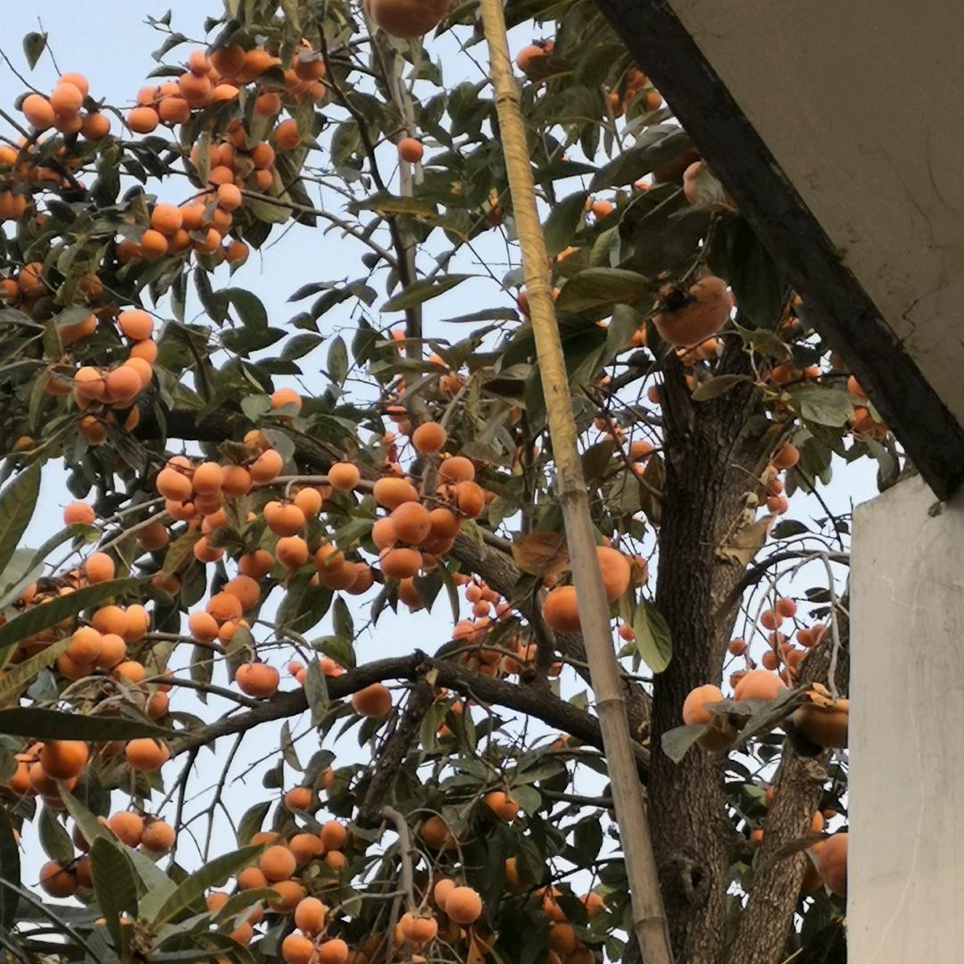 平淡是真1