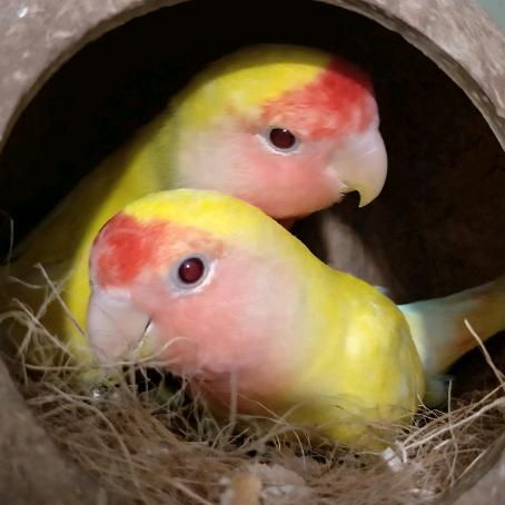 💕ꦿღ瓊儿🌻幸运꧔ꦿ໌້ᮨ࿐2025