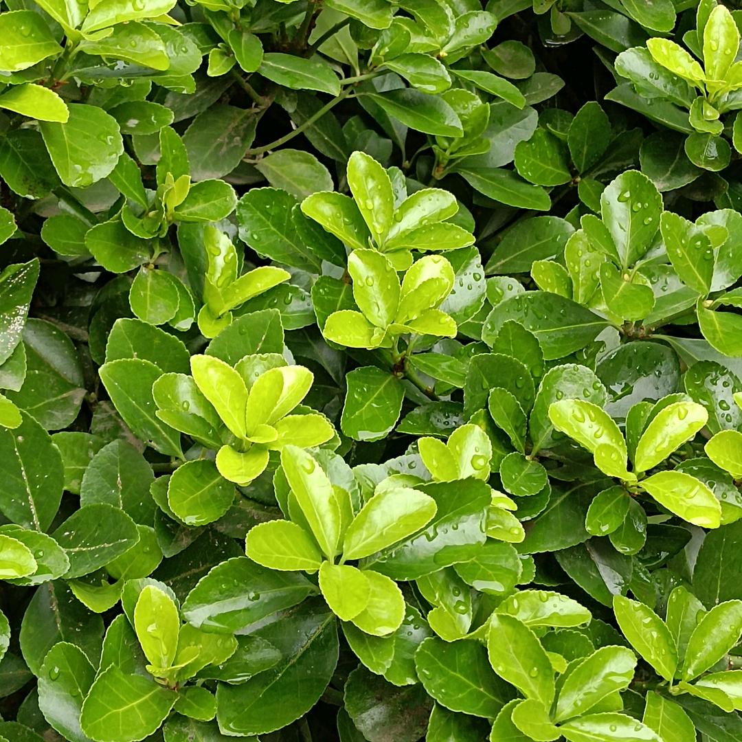 十月揽星河#拒絕私聊