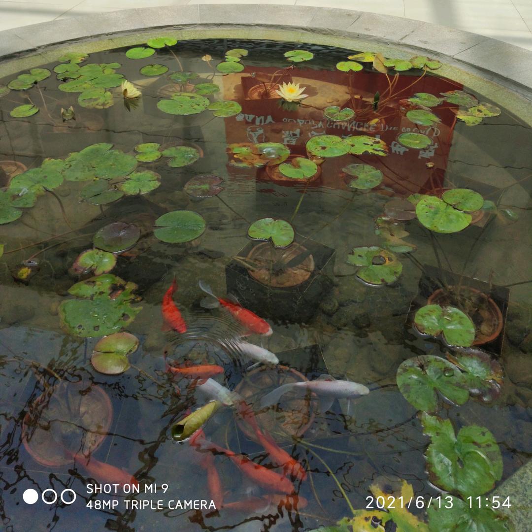 锦歌