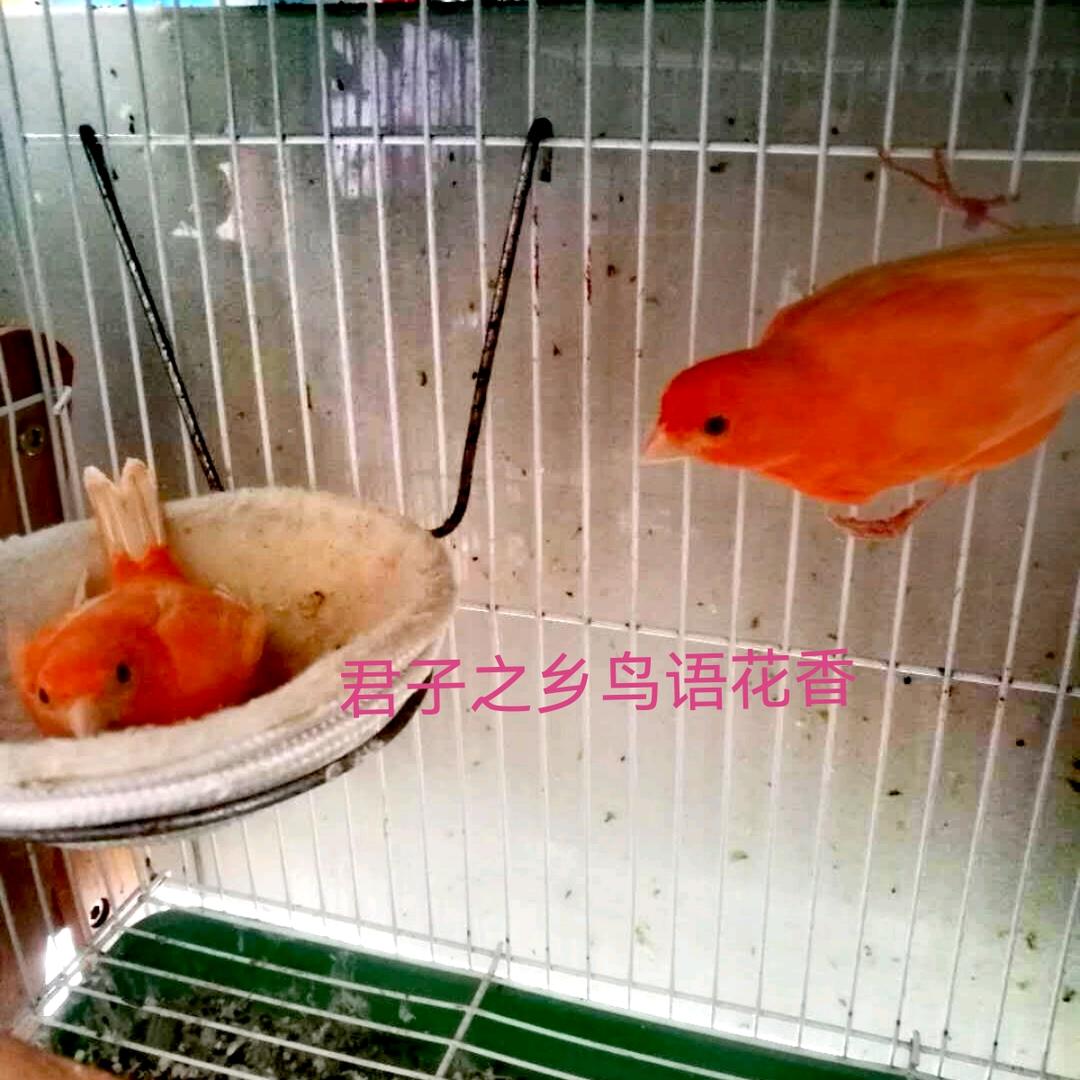 @君子之乡