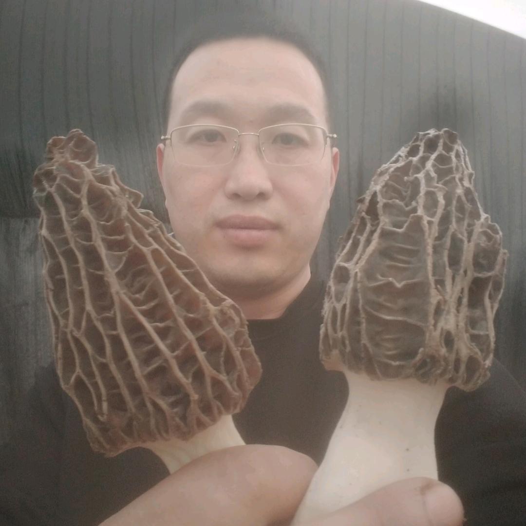郭家五哥-羊肚菌种植技术推广