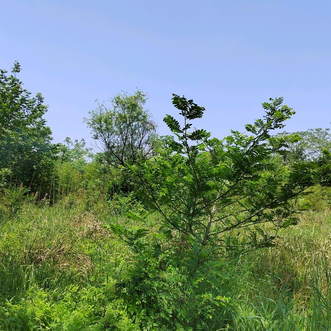 临海市涌泉何记桔场