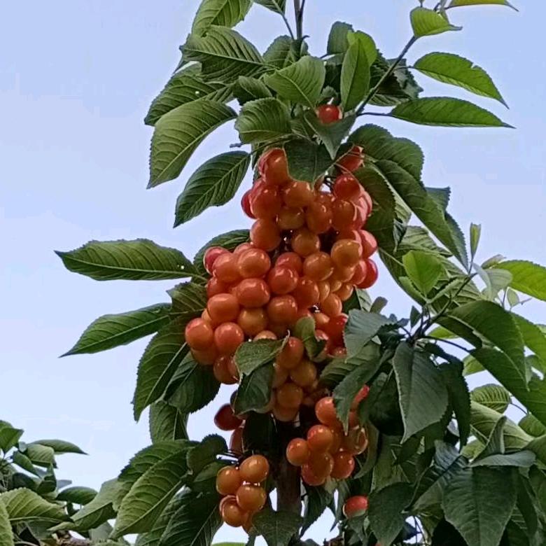 榆中大樱桃采摘园