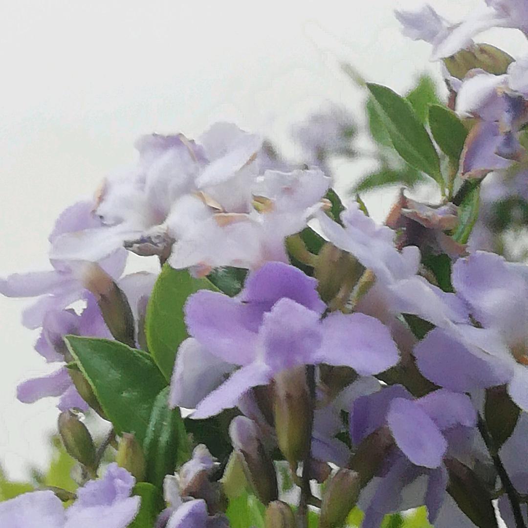燕子